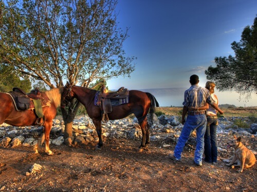 ורד הגליל- חוות סוסים